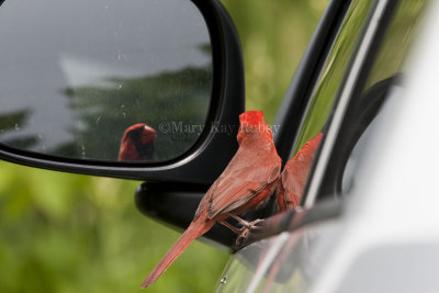 Northern Cardinal attacking reflection _I9I4832.jpg