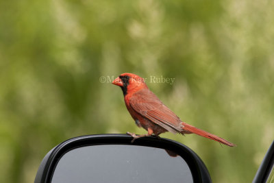 Northern Cardinal attacking reflection _I9I4833.jpg