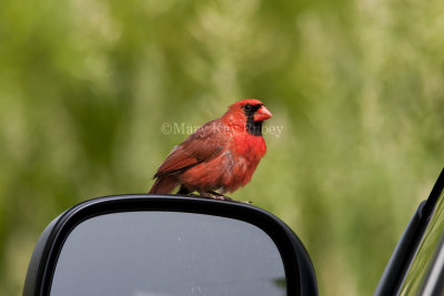Northern Cardinal attacking reflection _I9I4837.jpg