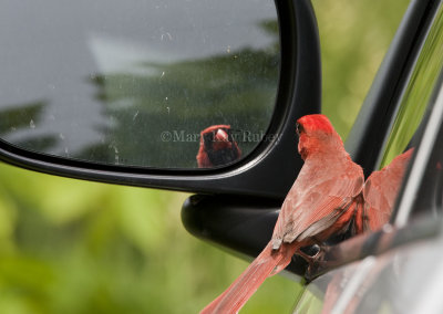 Northern Cardinal attacking reflection _I9I4840.jpg