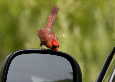 Northern Cardinal attacking reflection _I9I4844.jpg