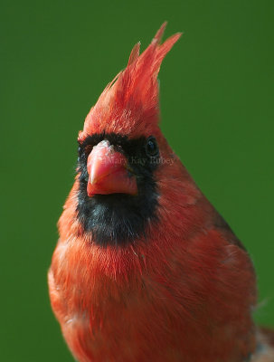 Northern Cardinal face D4EC2642.jpg