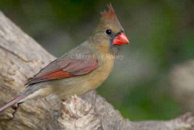 Northern Cardinal female D4EC4867.jpg
