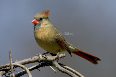 Northern Cardinal female _H9G4107.jpg