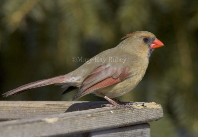 Northern Cardinal female _S9S0096.jpg