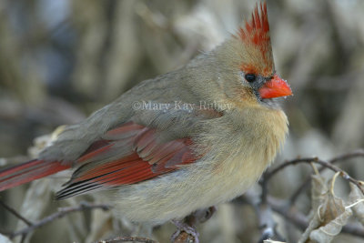 Northern Cardinal female __D4EC6305.jpg