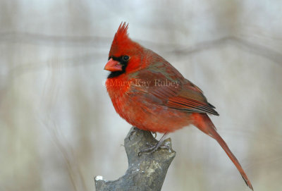 Northern Cardinal male _D4EC6270.jpg