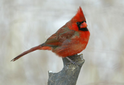 Northern Cardinal male _D4EC6275.jpg