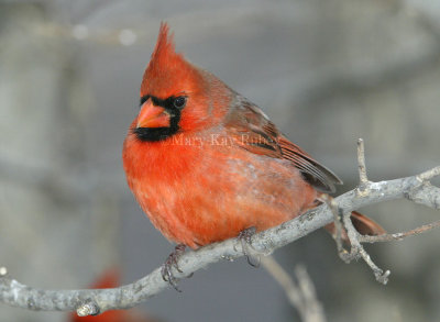 Northern Cardinal male _D4EC6318.jpg