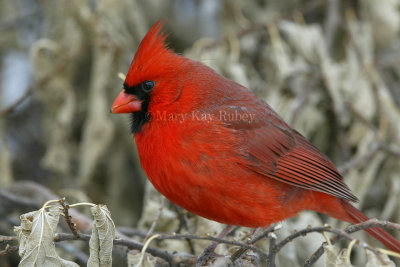 Northern Cardinal male _D4EC6473.jpg