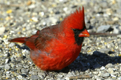 Northern Cardinal male _D4EC6600.jpg