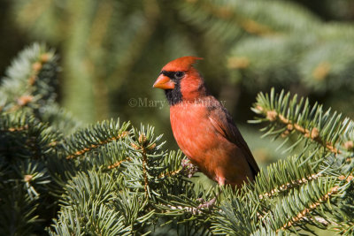 Northern Cardinal male _S9S9705.jpg