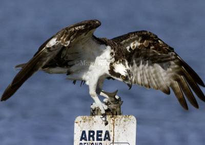 OSPREYS (Pandion haliaetus)