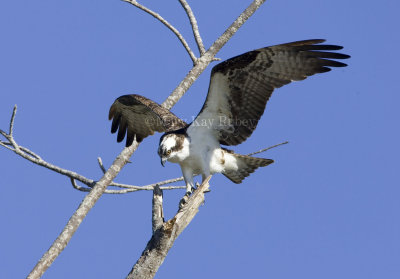 Osprey _H9G0914.jpg