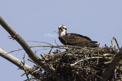 Osprey in nest _H9G1682.jpg