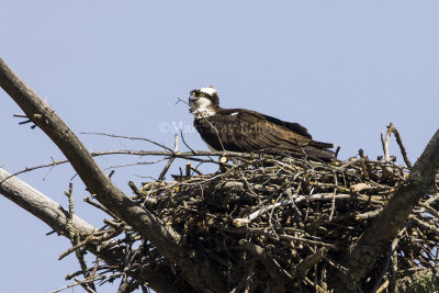 Osprey in nest _H9G1687.jpg