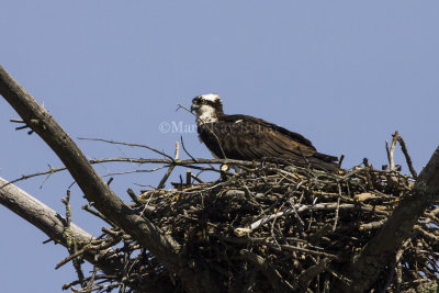Osprey in nest _H9G1697.jpg