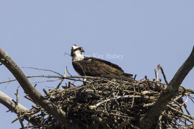 Osprey in nest _H9G1712.jpg