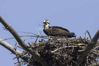 Osprey in nest _H9G1742.jpg