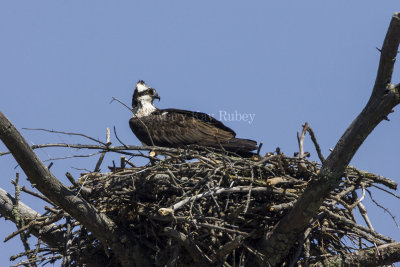 Osprey in nest _H9G1752.jpg