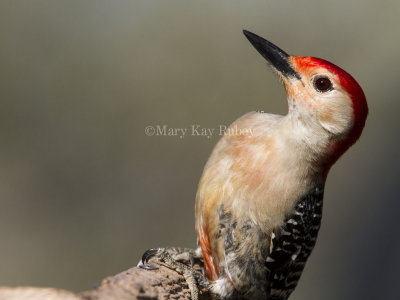 Red-bellied Woodpecker  _MKR4187.jpg