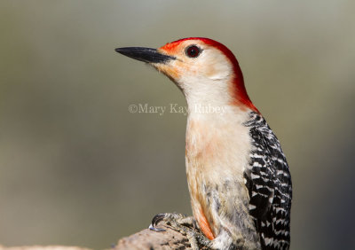 Red-bellied Woodpecker  _MKR4188.jpg