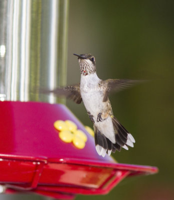 Ruby-throated Hummingbird _7MK4559.jpg