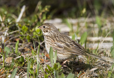 Vesper Sparrow _7MK6101.jpg