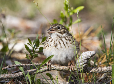 Vesper Sparrow _7MK6109.jpg