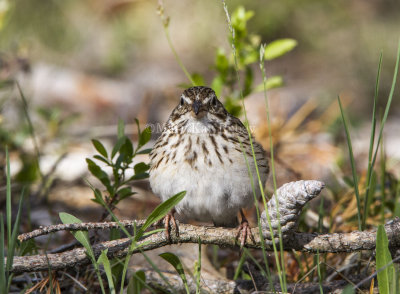 Vesper Sparrow _7MK6111.jpg