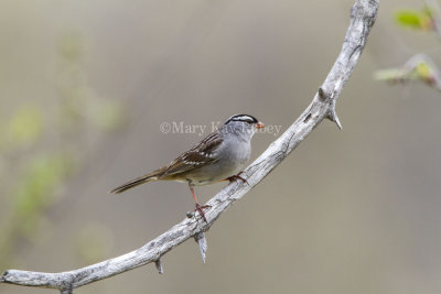White-crowned Sparrow _MKR5009.jpg