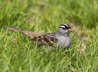 White-crowned Sparrow _5MK5812.jpg
