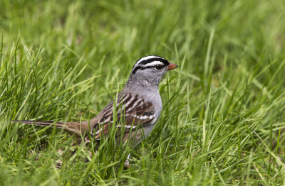 White-crowned Sparrow _5MK5815.jpg