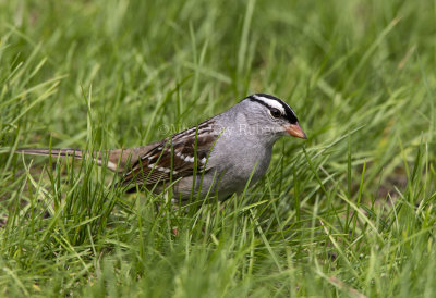 White-crowned Sparrow _5MK5817.jpg