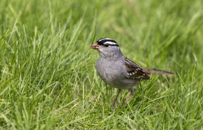 White-crowned Sparrow _5MK5830.jpg