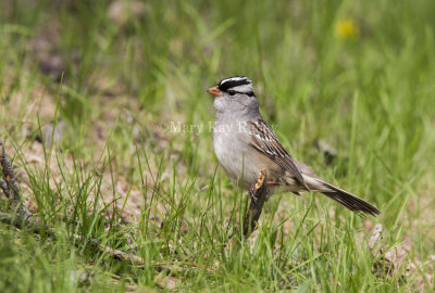 White-crowned Sparrow _5MK5832.jpg