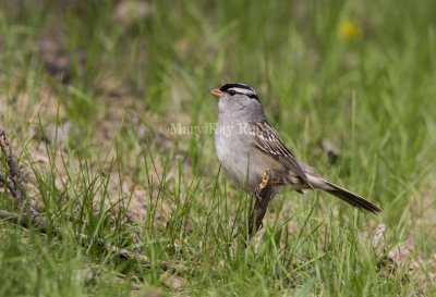 White-crowned Sparrow _5MK5837.jpg