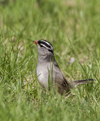 White-crowned Sparrow _MKR5122.jpg