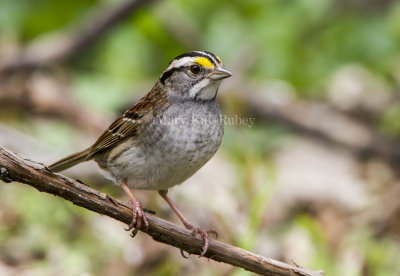White-throated Sparrow _MKR3140.jpg