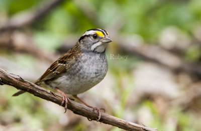 White-throated Sparrow _MKR3147.jpg