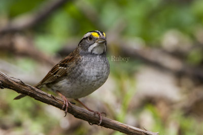 White-throated Sparrow _MKR3148.jpg