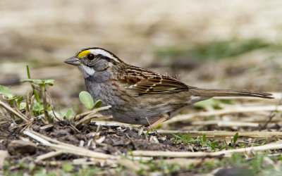 White-throated Sparrow _MKR3312.jpg