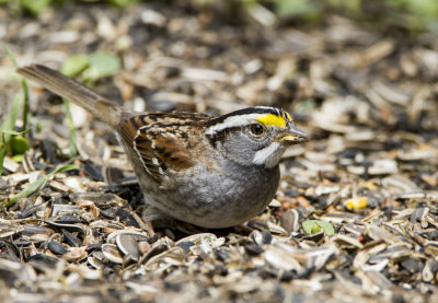 White-throated Sparrow _MKR3323.jpg