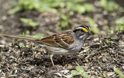 White-throated Sparrow _MKR3455.jpg