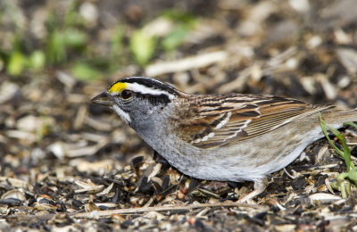 White-throated Sparrow _MKR3518.jpg