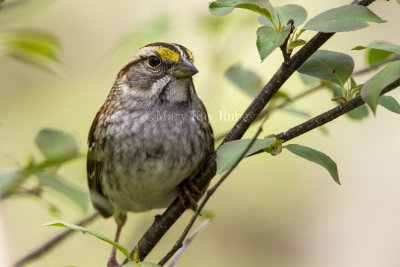 White-throated Sparrow _MKR4689.jpg