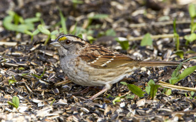 White-throated Sparrow _MKR2975.jpg