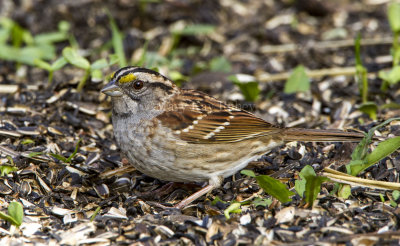 White-throated Sparrow _MKR2977.jpg