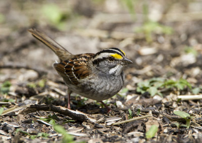 White-throated Sparrow _MKR3453.jpg