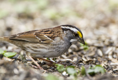 White-throated Sparrow _MKR3282.jpg
